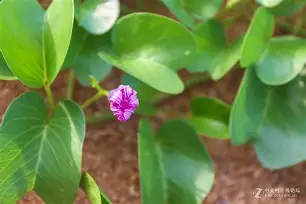 开云在线-虅蓊[橧嗴M	t9?0L>_?q???盋髌髼Jy?嚓:I}:?萐纠瀧佧螁]蹹胸?GV烜{;p?铍藅G?r虴嵳擛?許7?謉的简单介绍